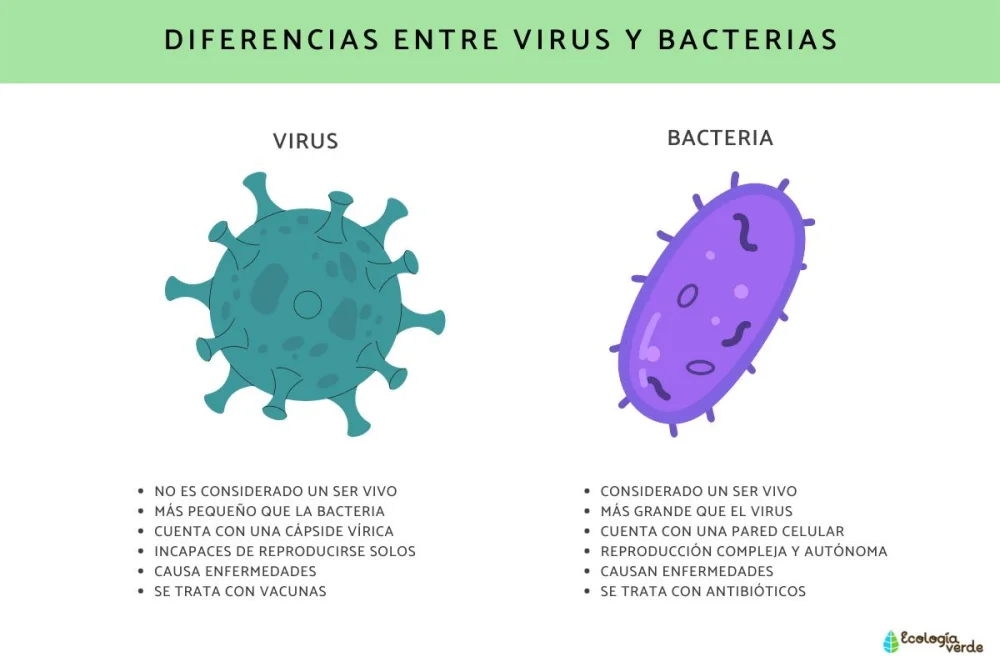 Diferencia entre gérmenes y bacterias