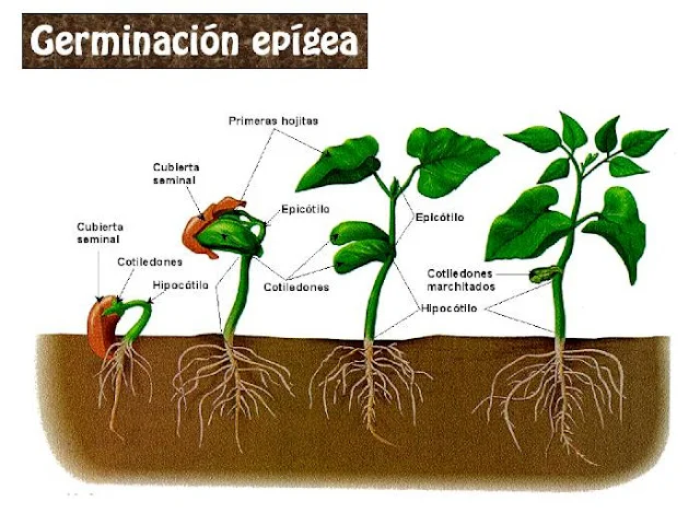 Diferencia entre germinación epigea e hipogea