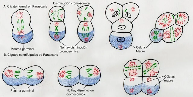Diferencia entre germoplasma y somatoplasma