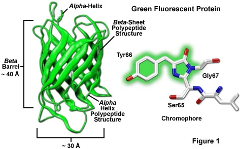 Diferencia entre GFP y EGFP