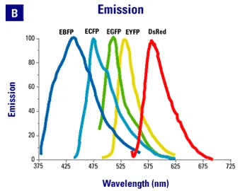 Diferencia entre GFP y YFP