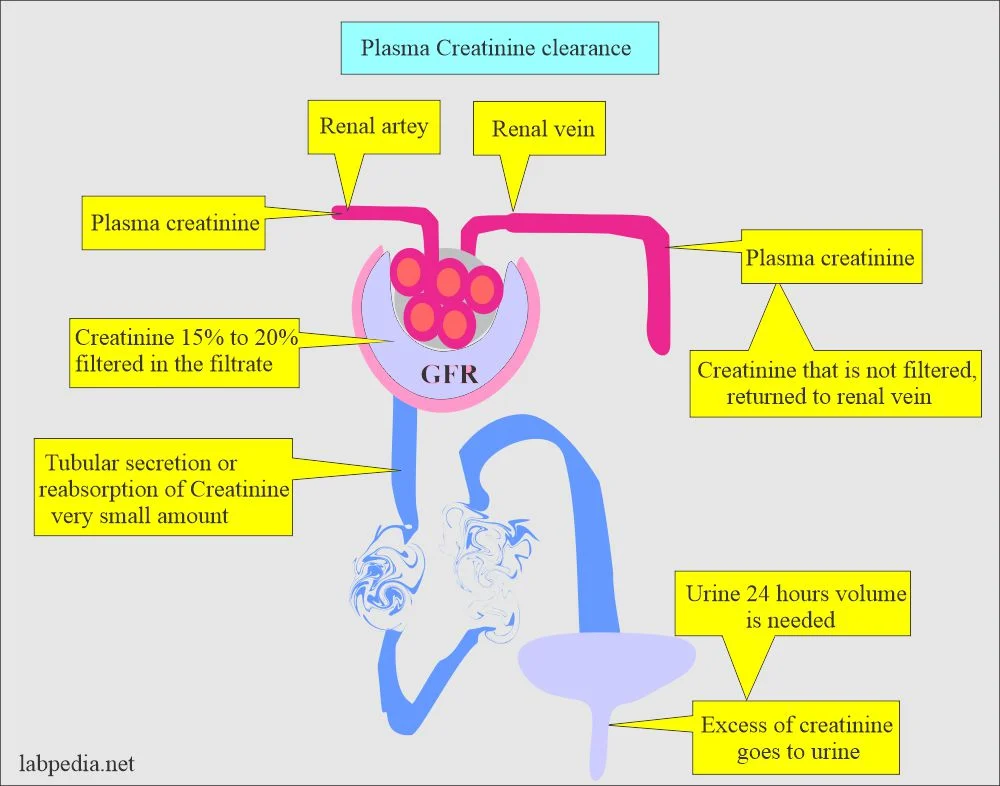 Diferencia entre GFR y CrCl