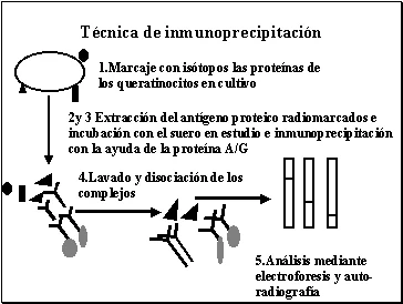 Diferencia entre inmunoprecipitación y Western Blot