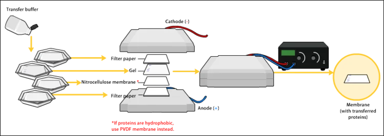 Diferencia entre inmunotransferencia y Western blot