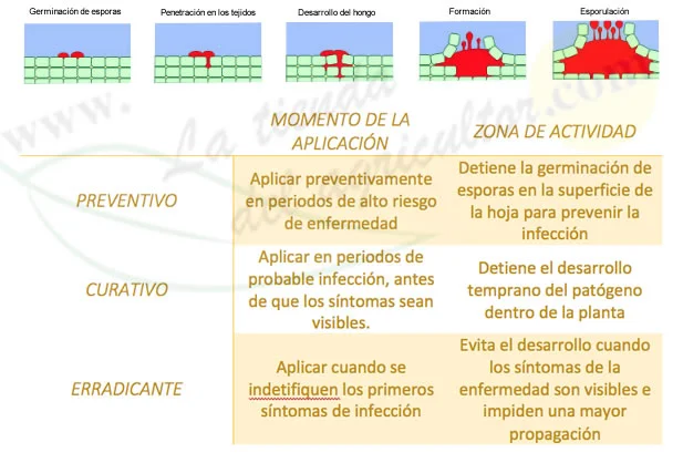 Diferencia entre insecticidas sistémicos y de contacto