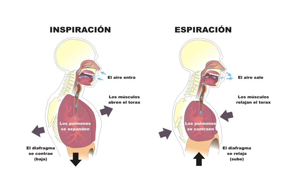 Diferencia entre inspiración y espiración