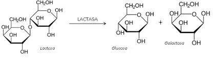 Diferencia entre la lactasa y la beta galactosidasa