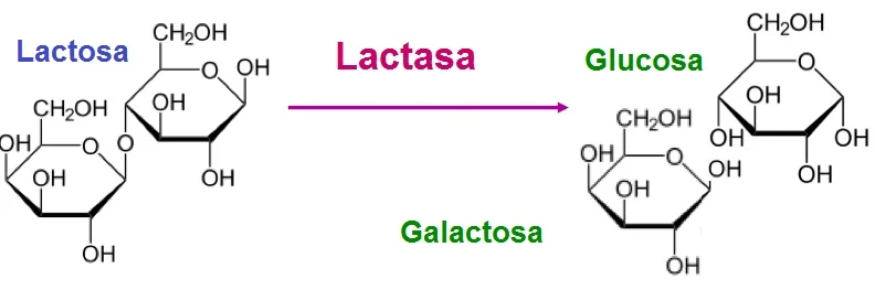 Diferencia entre la lactosa y la lactasa