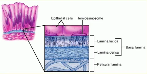 Diferencia entre la lámina basal y la lámina reticular