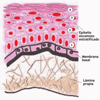 Diferencia entre la lámina basal y la membrana basal