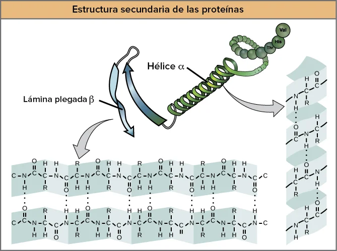Diferencia entre la lámina plegada alfa y la lámina plegada beta