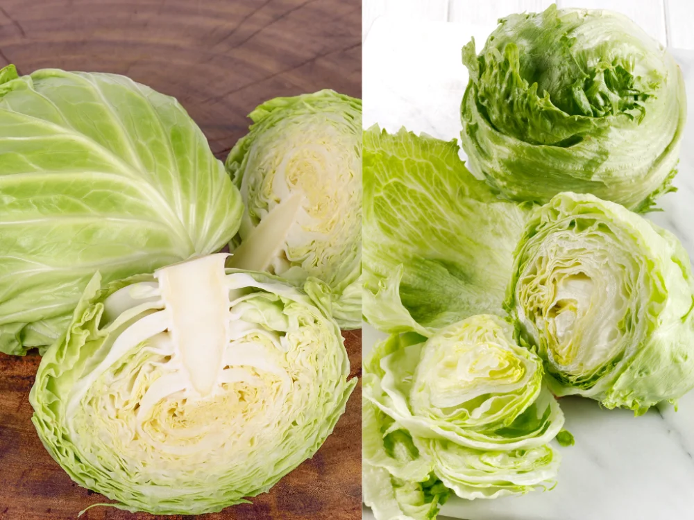 Diferencia entre la lechuga y el repollo