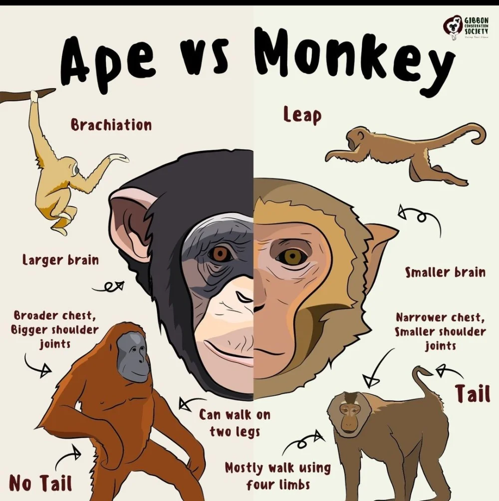 Diferencia entre monos y bodies