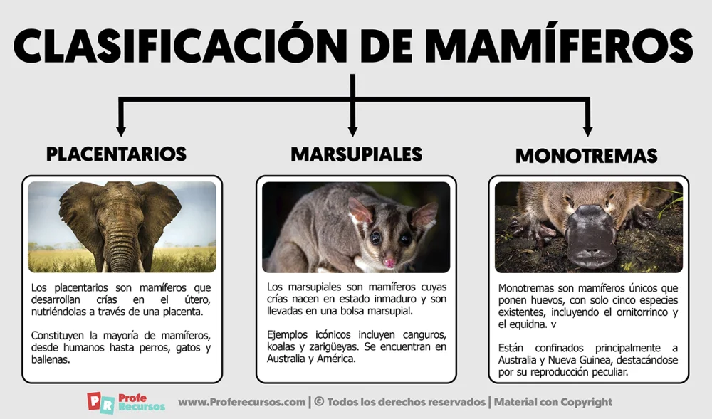 Diferencia entre monotremas y marsupiales