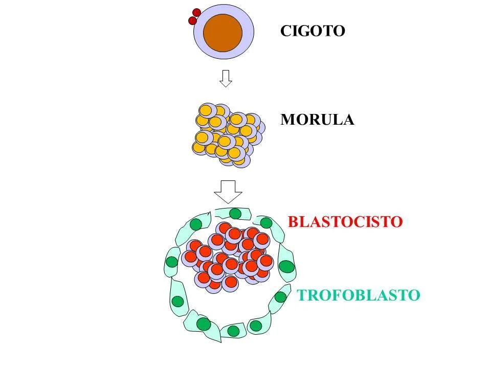 Diferencia entre mórula y blástula