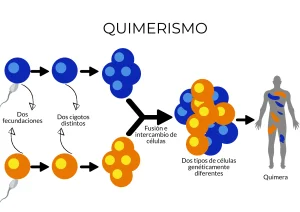 Diferencia entre mosaicismo y quimerismo