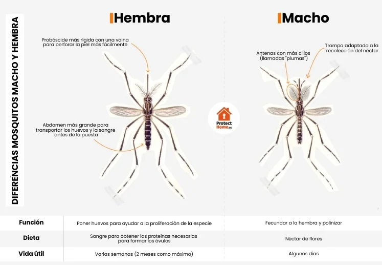 Diferencia entre mosquitos machos y hembras