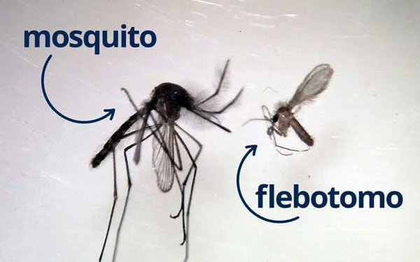 Diferencia entre mosquitos y flebótomos