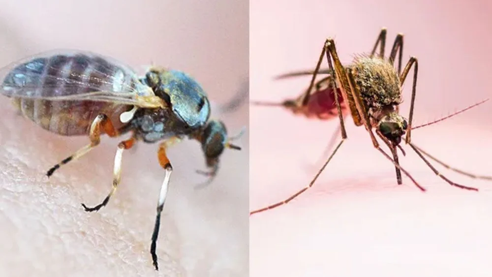 Diferencia entre mosquitos y jejenes
