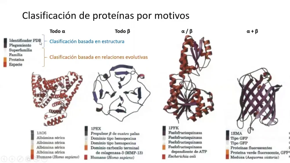 Diferencia entre motivo y dominio en la estructura de las proteínas
