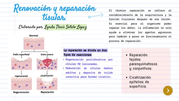 Diferencia entre reparación y regeneración