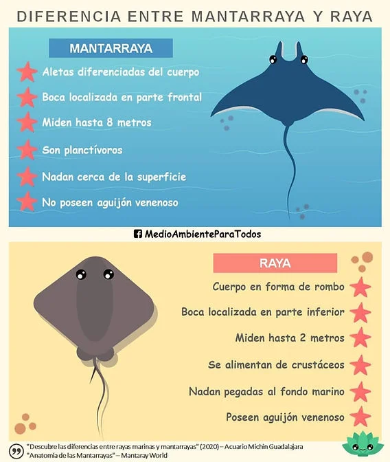 Diferencia entre una manta y una manta