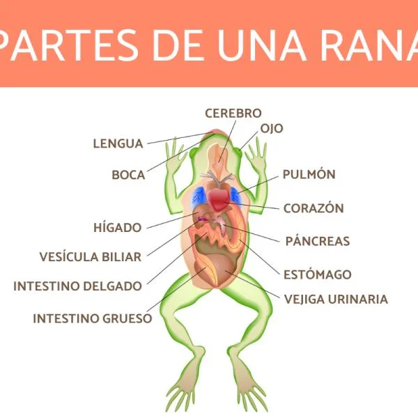 ¿En qué se diferencia el sistema digestivo de la rana del de los humanos?