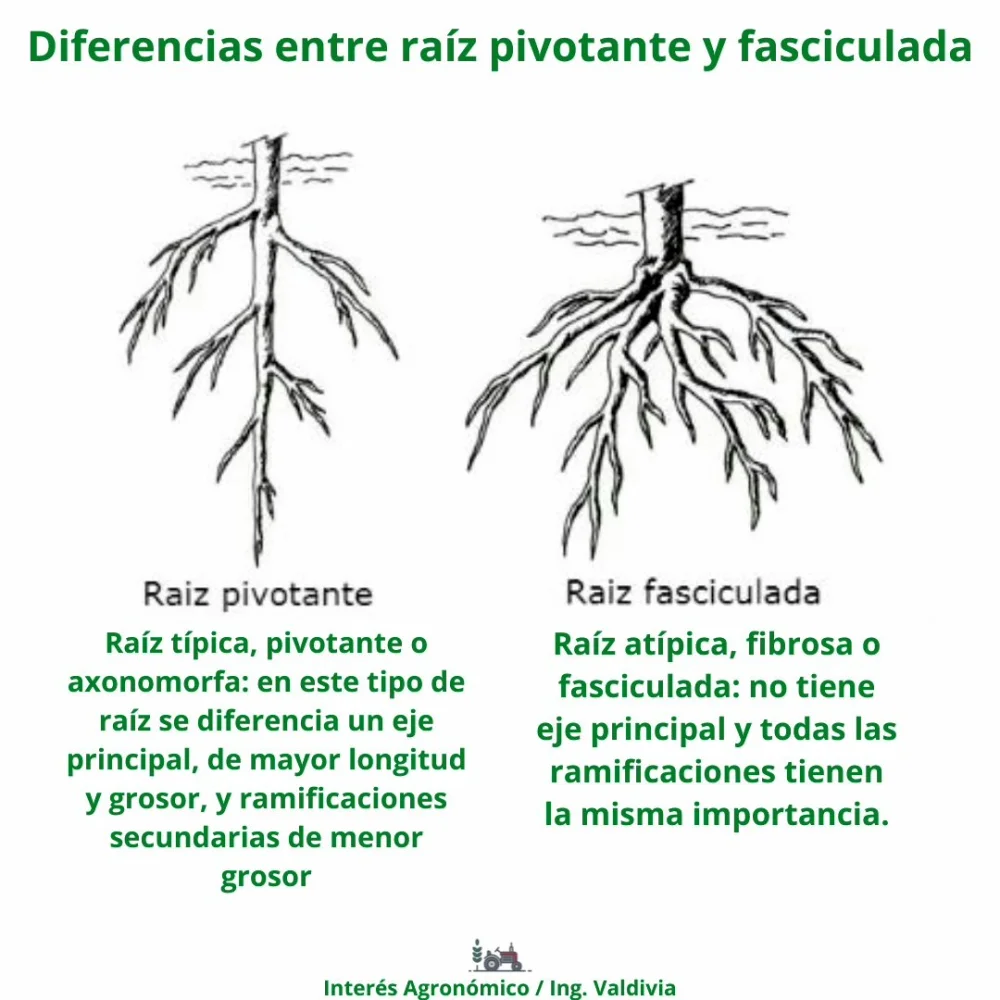 ¿En qué se diferencian las raíces pivotantes y las raíces fibrosas?
