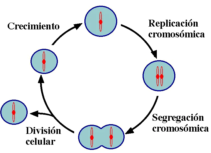 ¿Por qué el ADN necesita replicarse antes de que las células se dividan?