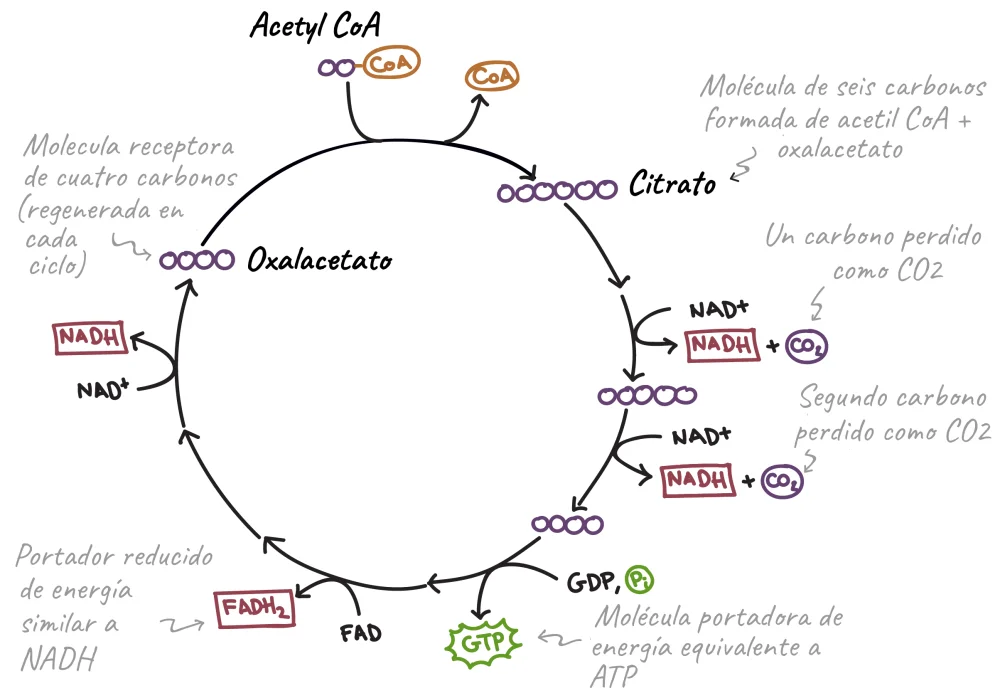 ¿Por qué el ciclo del ácido cítrico se llama ciclo?