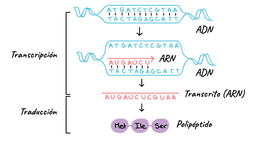 Cómo transcribir ADN en ARNm Ciencia
