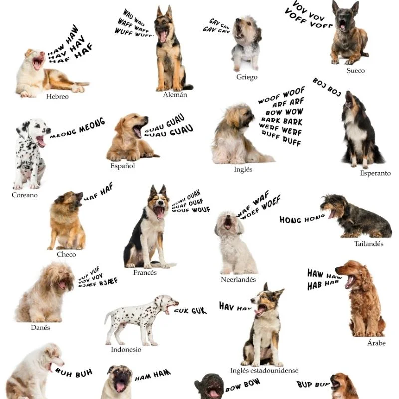 Cómo usar la onomatopeya Idiomas