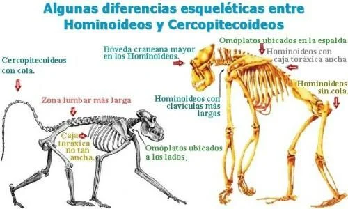 Diferencia entre antropoides y hominoides
