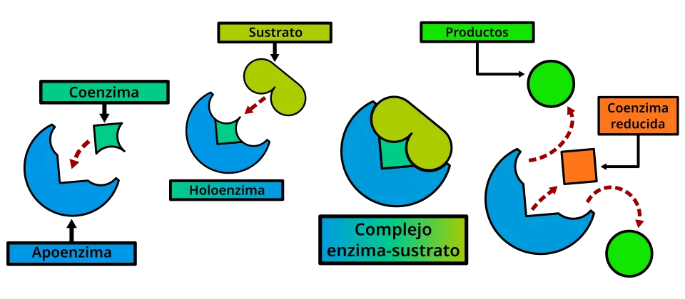 Diferencia entre apoenzima y coenzima