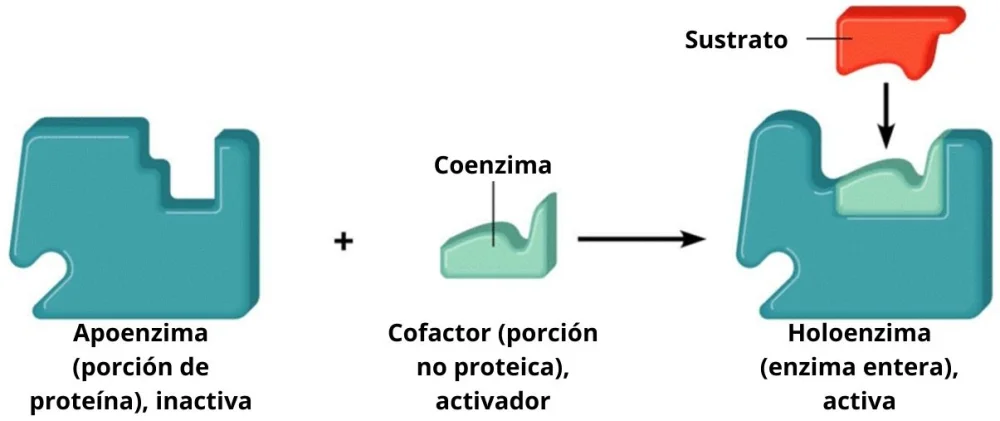 Diferencia entre apoenzima y holoenzima