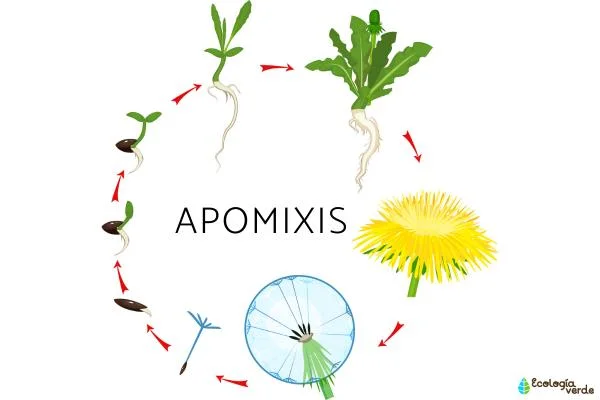 Diferencia entre apomixis y partenocarpia
