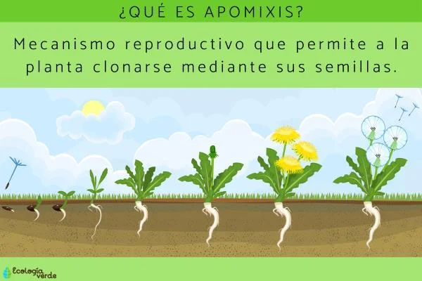 Diferencia entre apomixis y partenogénesis