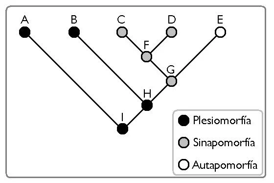 Diferencia entre apomorfía y plesiomorfía