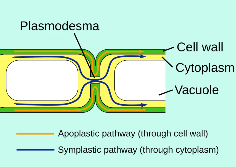 Diferencia entre Apoplast y Symplast
