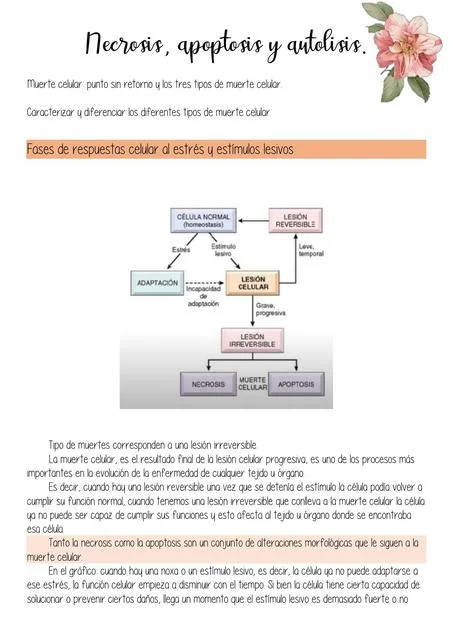 Diferencia entre apoptosis y autólisis