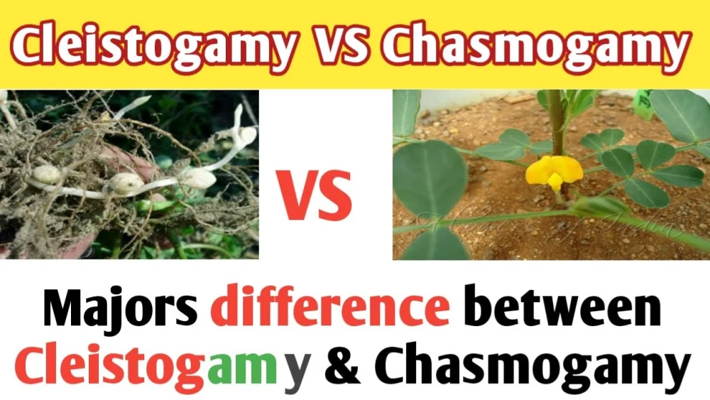 Diferencia entre casmógamos y cleistógamos
