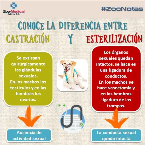 Diferencia entre castración y vasectomía