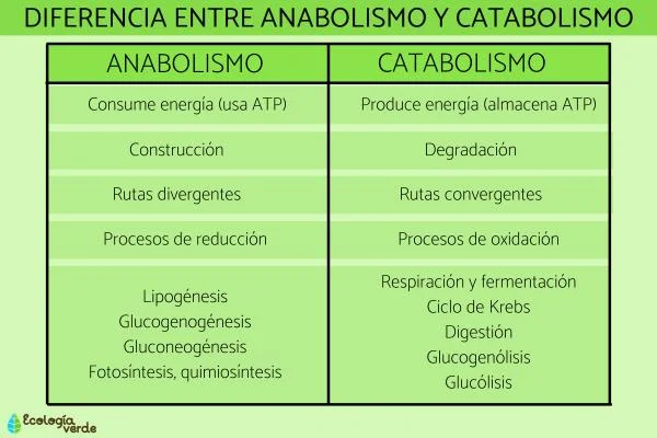 Diferencia entre catabolismo y metabolismo