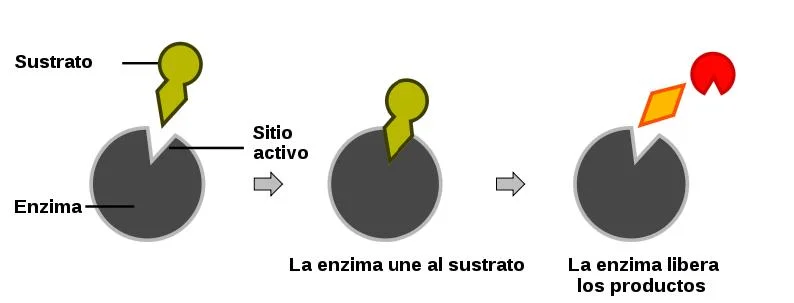 Diferencia entre catalizador y enzima