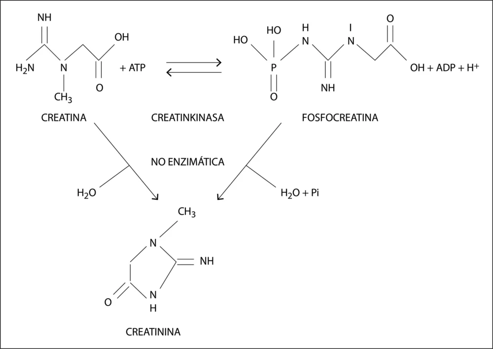 Diferencia entre creatina y creatinina
