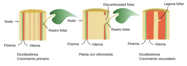 Diferencia entre crecimiento primario y secundario en las plantas