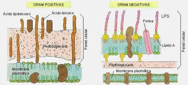 Diferencia entre el ácido teicoico y el ácido lipoteicoico