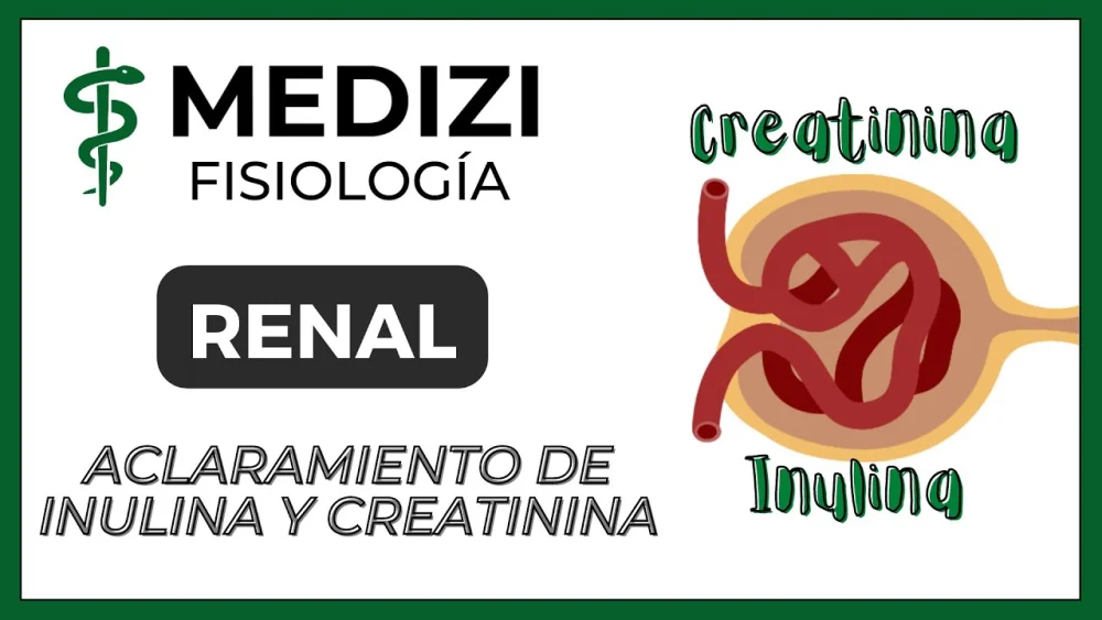 Diferencia entre el aclaramiento de inulina y el de creatinina