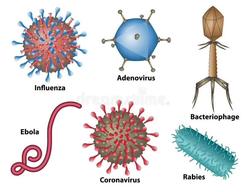Diferencia entre el adenovirus y el virus de la influenza