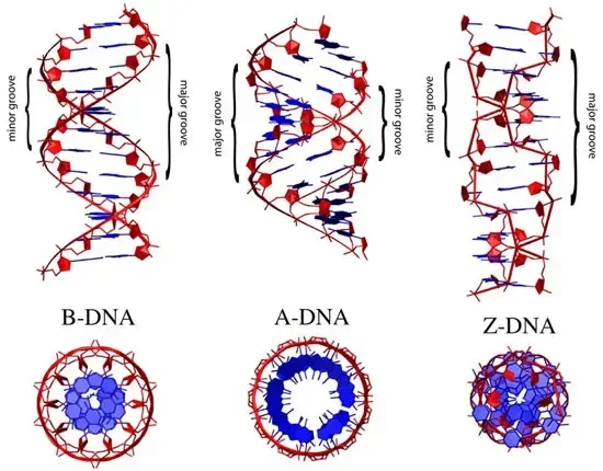 Diferencia entre el ADN B y el ADN Z